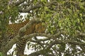 Gepard in the savannah in the Tsavo East and Tsavo West National Park