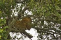 Gepard in the savannah in the Tsavo East and Tsavo West National Park