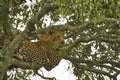 Gepard in the savannah in the Tsavo East and Tsavo West National Park Royalty Free Stock Photo