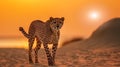 gepard on sunset in savanna and beach , wild animals nature landscape Royalty Free Stock Photo