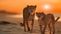 gepard on sunset in savanna and beach , wild animals nature landscape Royalty Free Stock Photo