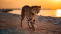 gepard on sunset in savanna and beach , wild animals nature landscape Royalty Free Stock Photo