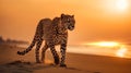 gepard on sunset in savanna and beach , wild animals nature landscape Royalty Free Stock Photo