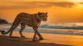 gepard on sunset in savanna and beach , wild animals nature landscape Royalty Free Stock Photo
