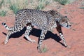 Gepard suspiciously observes a prey