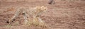 A gepard is walking in the savannah Royalty Free Stock Photo