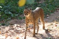 Gepard walking in zoo in germany in nuremberg