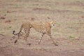 Gepard is watching you, safari in Kenya Royalty Free Stock Photo