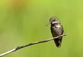 Gepluimde Koketkolibrie, Festive Coquette, Lophornis chalybeus