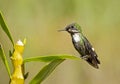 Gepluimde Koketkolibrie, Festive Coquette, Lophornis chalybeus