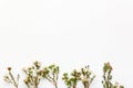 Geraldton flower natural border on white empty background. Decorative beautiful small flowers. Chamelaucium at bottom. Spring