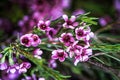 Geraldton wax flowers Chamelaucium uncinatum