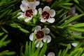 Geraldton wax flowers Chamelaucium uncinatum