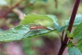 Gerandete Jagdspinne Dolomedes fimbriatus , Listspinne