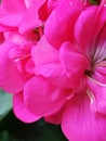 Geranien flower spring Red pink Royalty Free Stock Photo