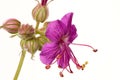 Geranium Royalty Free Stock Photo
