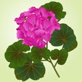 Geranium