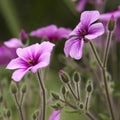 Geranium Royalty Free Stock Photo