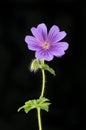 Geranium against black Royalty Free Stock Photo