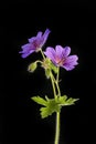 Geranium against black Royalty Free Stock Photo