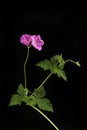 Geranium against black Royalty Free Stock Photo