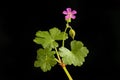 Geranium against black Royalty Free Stock Photo