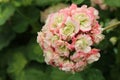 Geranium Apple Blossom Rosebud. Closeup of blooming pelargonium