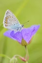 Geranium Argus - Aricia eumedon