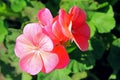 Geranium Balboa Park of San Diego Royalty Free Stock Photo