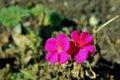 Geranium Balboa Park of San Diego Royalty Free Stock Photo