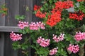 Geranium - beautiful balcony flowers