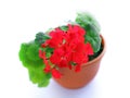 Geranium Royalty Free Stock Photo
