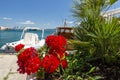 Geranium with boats in the background in the port of Porto Santo Stefano Royalty Free Stock Photo