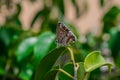 Geranium bronze or brun des pÃÂ©largoniums butterfly, Cacyreus marshalli