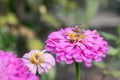 Geranium Bronze butterfly feeding on a  Zinnia elegans JacQ. pink flower in Italy Royalty Free Stock Photo
