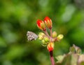 Geranium Bronze Butterfly, Cacyreus marshalli. Native to South Africa it has been introduced to Europe and is now