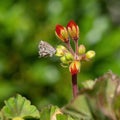 Geranium Bronze Butterfly, Cacyreus marshalli. Non-native species now considered a pest in Europe.