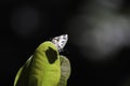 Geranium Bronze Butterfly cacyreus marshalli Peeks Over A Leafs Edge