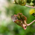 Geranium Bronze Butterfly, Cacyreus marshalli peering over leaf edge.