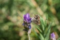 Geranium Bronze Butterfly(Cacyreus marshalli), South Africa