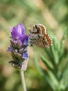 Geranium Bronze Butterfly(Cacyreus marshalli), South Africa