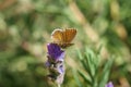 Geranium Bronze Butterfly(Cacyreus marshalli), South Africa