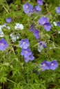 Geranium Brookside or Cranesbill herb with purple flowers Royalty Free Stock Photo