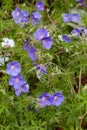 Geranium Brookside or Cranesbill herb with purple flowers Royalty Free Stock Photo