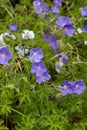 Geranium Brookside or Cranesbill herb with purple flowers Royalty Free Stock Photo