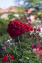 Geranium, Calliope Dark Red