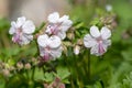 Geranium cantabrigiense biokovo white flowering cranesbills plants, group of white flowers and buds in bloom