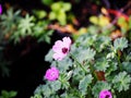 Geranium cinereum `Ballerina` Royalty Free Stock Photo