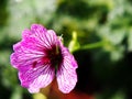 Geranium cinereum `Ballerina` Royalty Free Stock Photo