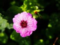 Geranium cinereum `Ballerina` Royalty Free Stock Photo